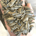Type de traitement Graines de tournesol séchées de style Graines de tournesol 3638 EN Shell de Chine